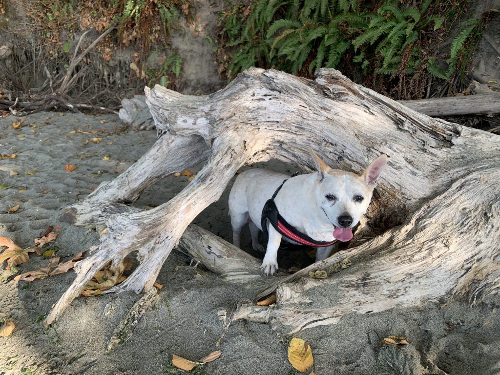 Dash Point State Park