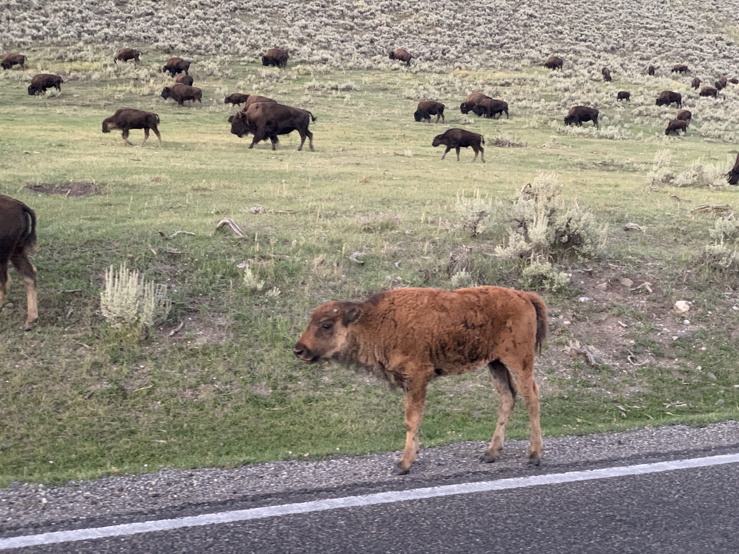 Porky Sees Yellowstone National Park